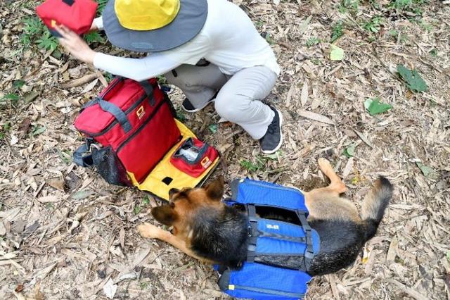 帶著狗狗去戶外,一人一狗的美好山林之旅