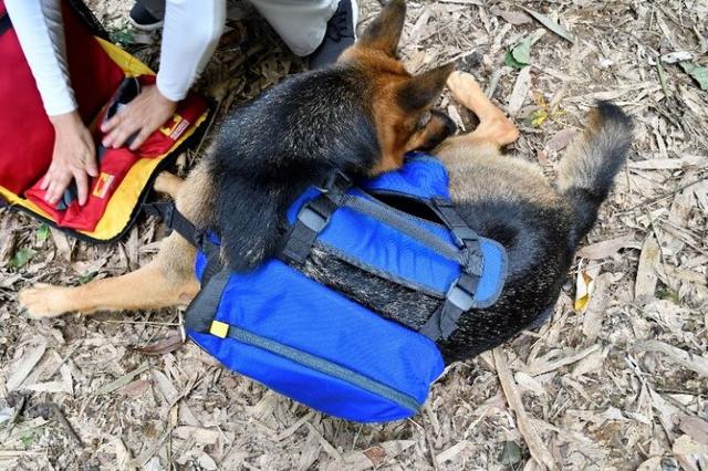 帶著狗狗去戶外,一人一狗的美好山林之旅