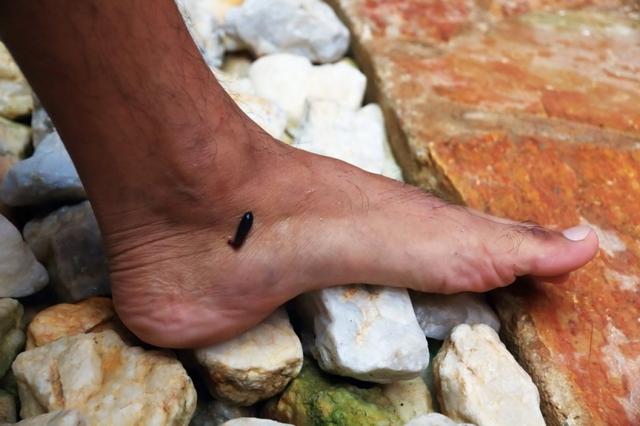 參加戶外徒步登山活動,被螞蟥吸血了怎么辦?