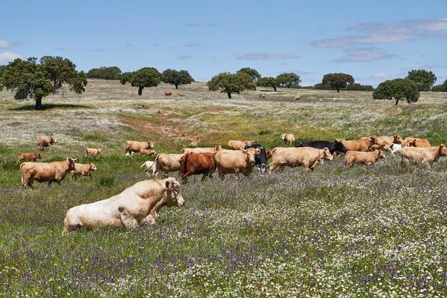 葡萄牙自駕游應(yīng)注意的22件事,也適用大部分歐洲國家自駕旅行