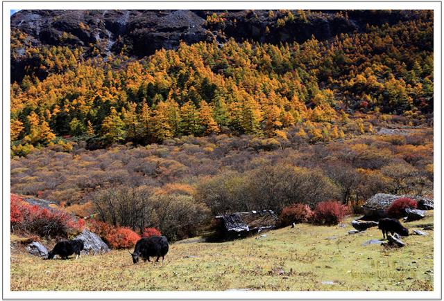 稻城亞丁牛奶海徒步攻略,探訪在海拔4500米的圣湖