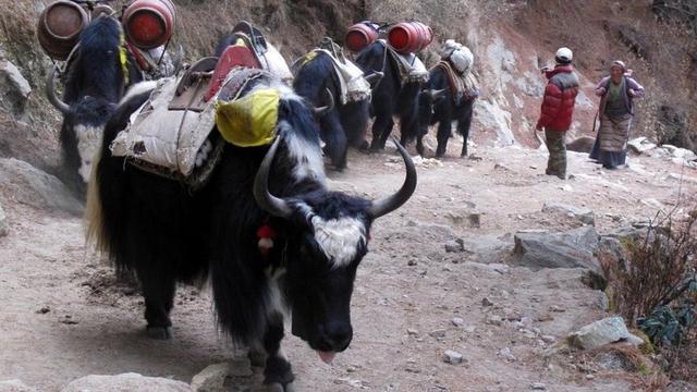 有錢就可以登上珠穆朗瑪峰?攀登珠峰是怎樣一種體驗?