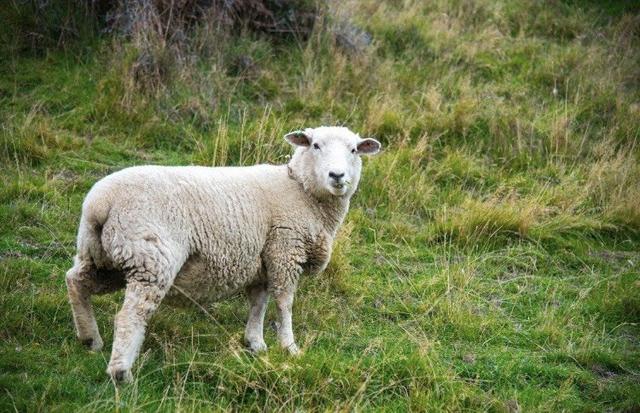 羊毛適合夏天穿?美國戶外品牌SmartWool羊毛衣襪實測體驗