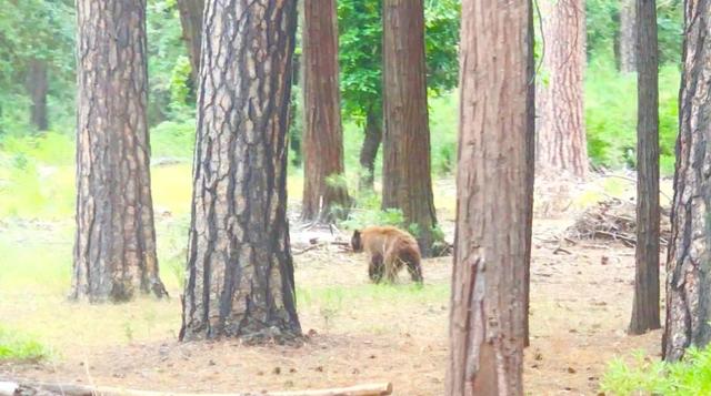 美國自由行優勝美地國家公園自助游攻略,自駕行程兩天兩夜游記