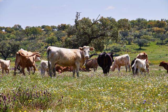 葡萄牙自駕游應(yīng)注意的22件事,也適用大部分歐洲國家自駕旅行