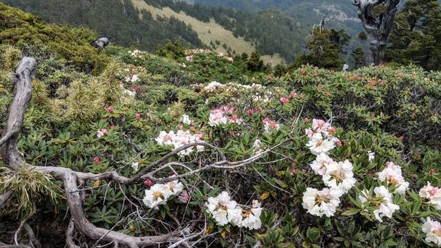 羊毛適合夏天穿?美國戶外品牌SmartWool羊毛衣襪實測體驗