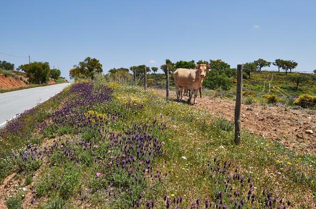 葡萄牙自駕游應(yīng)注意的22件事,也適用大部分歐洲國家自駕旅行