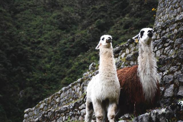 秘魯印加文明朝圣之路,走過四日三夜經典印加古道到馬丘比丘