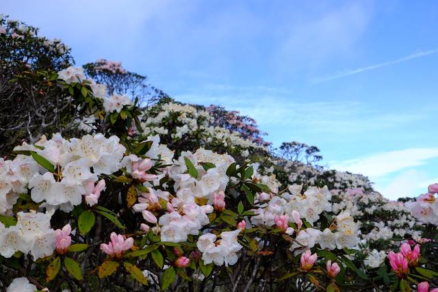 妹子教你選帳篷,心中首選MSR hubba hubba nx超輕雙人三季帳