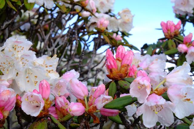 妹子教你選帳篷,心中首選MSR hubba hubba nx超輕雙人三季帳