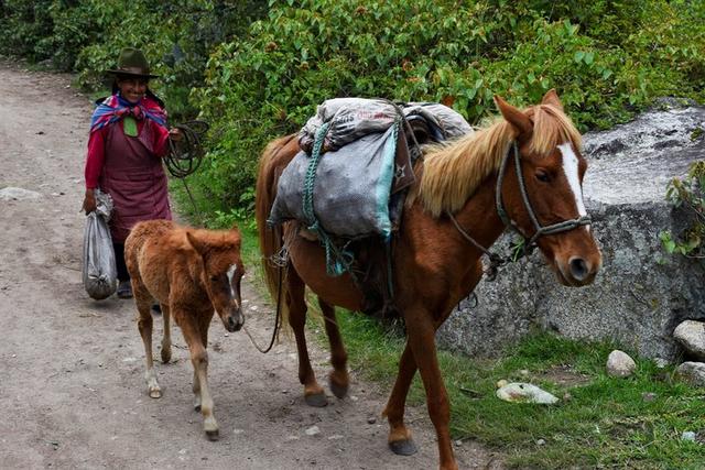 秘魯印加文明朝圣之路,走過四日三夜經典印加古道到馬丘比丘