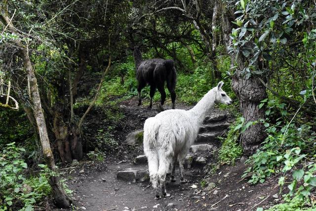 秘魯印加文明朝圣之路,走過四日三夜經典印加古道到馬丘比丘