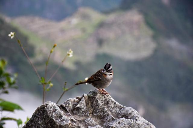 秘魯印加文明朝圣之路,走過四日三夜經典印加古道到馬丘比丘