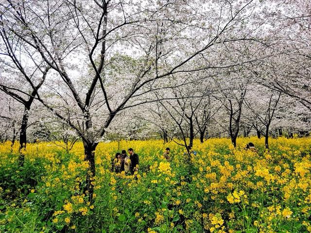 去武漢旅游,第一次的武漢自助旅行(自由行)攻略