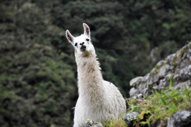 秘魯印加文明朝圣之路,走過四日三夜經典印加古道到馬丘比丘