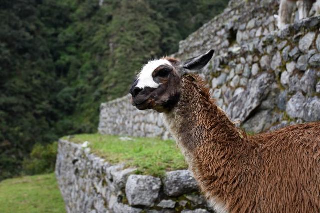 秘魯印加文明朝圣之路,走過四日三夜經典印加古道到馬丘比丘