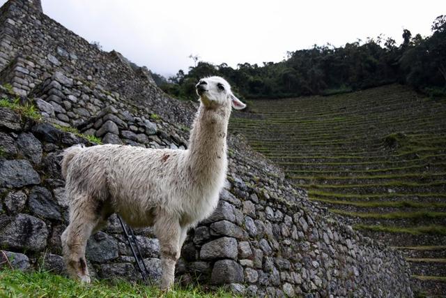 秘魯印加文明朝圣之路,走過四日三夜經典印加古道到馬丘比丘