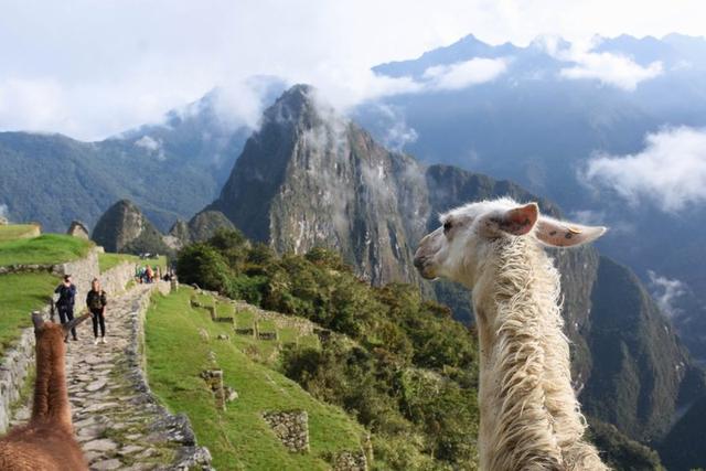 秘魯印加文明朝圣之路,走過四日三夜經典印加古道到馬丘比丘