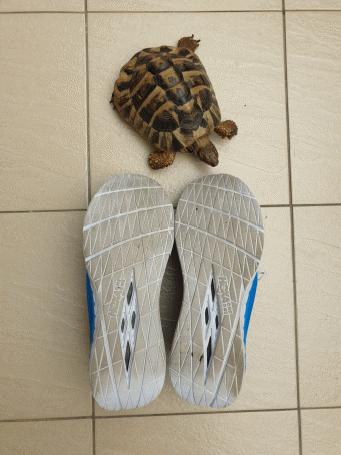 戶外跑步你擁有更輕量的選擇,HOKA ONE ONE CARBON X競速跑鞋