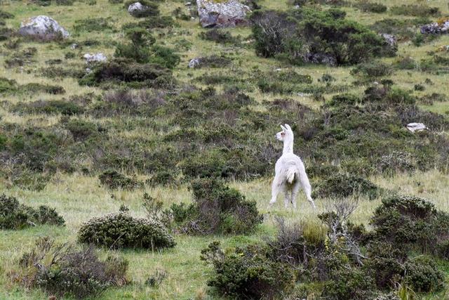 秘魯印加文明朝圣之路,走過四日三夜經典印加古道到馬丘比丘
