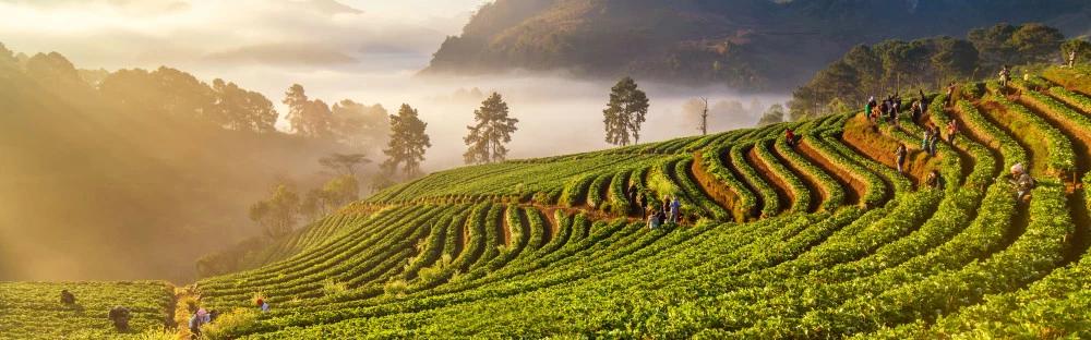 泰國清邁自由行,清邁旅游值得去的景點和行程推薦