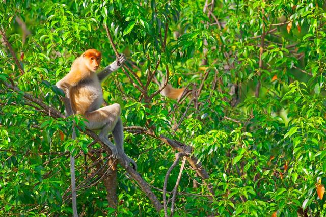 沙巴好玩的旅游景點有哪些呢?沙巴自助游旅行指南