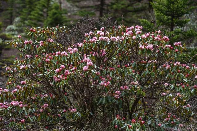 貢嘎山徒步穿越線路攻略,記錄絕美貢嘎山系的美景
