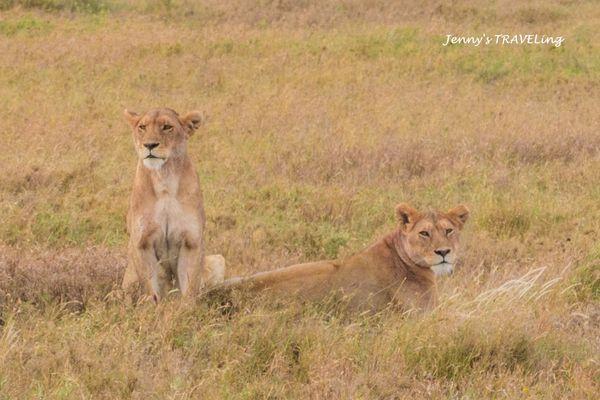 非洲坦桑尼亞獵游,你需要知道的旅行攻略