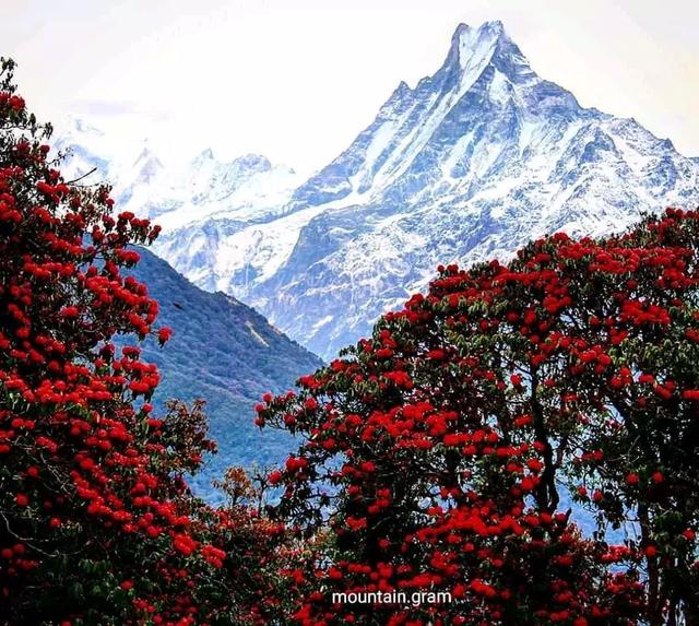 尼泊爾旅行攻略,在尼泊爾徒步旅行的常見問題
