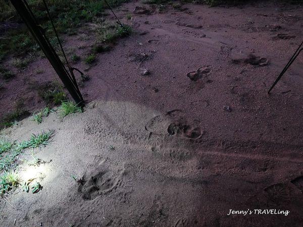 非洲坦桑尼亞獵游,你需要知道的旅行攻略