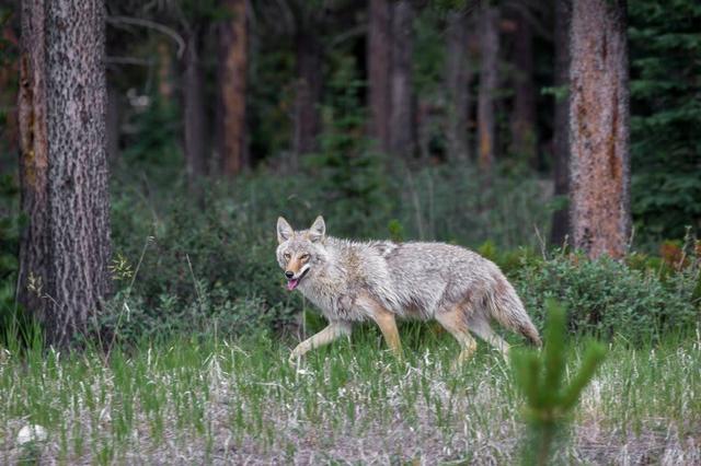 加拿大自由行,班夫小鎮（Banff Town）自助游全攻略