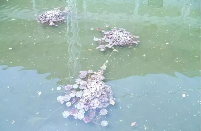 在野外如何尋找水源,戶外安全飲水的凈化和消毒處理