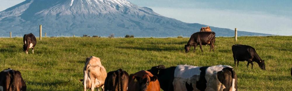 去新西蘭哪兒最好玩,新西蘭自助旅行熱門景點攻略