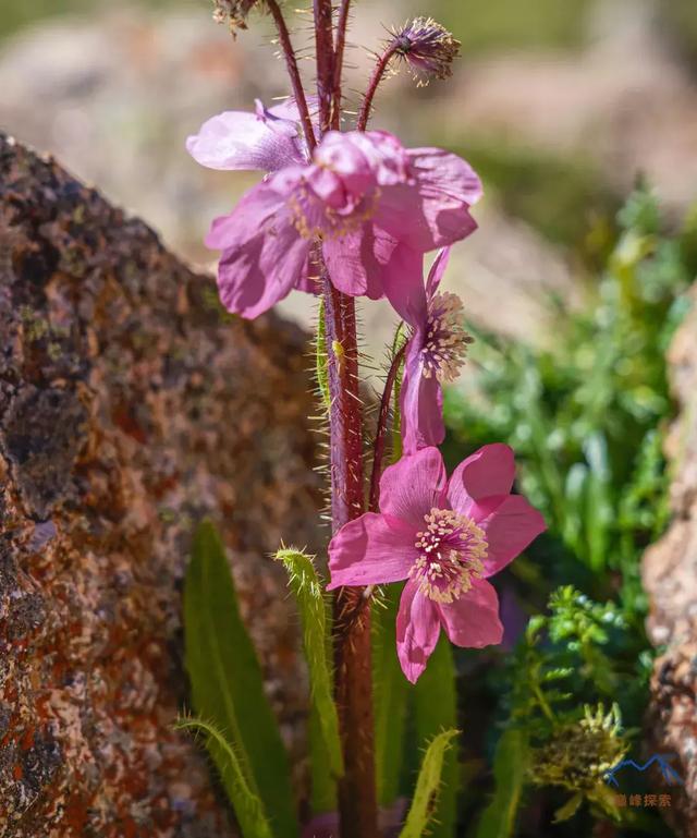 甘南旅游必去年保玉則,最詳細的年保玉則徒步穿越攻略