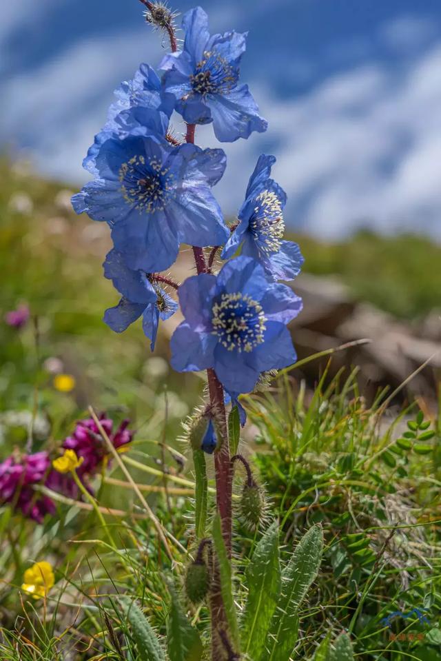甘南旅游必去年保玉則,最詳細的年保玉則徒步穿越攻略