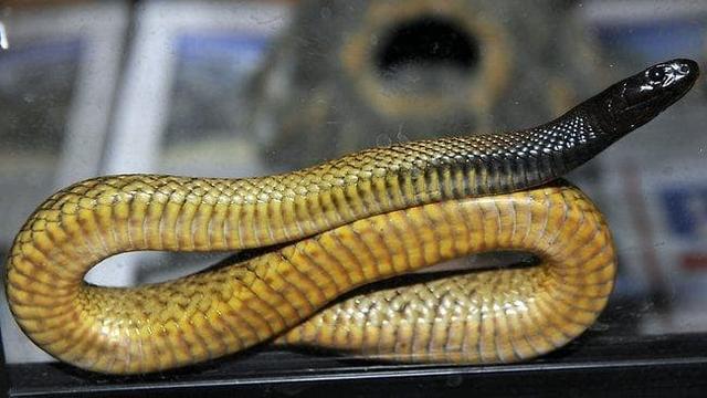 全球劇毒蛇類圖鑒,在野外如何預防毒蛇?被毒蛇咬傷該如何自救?