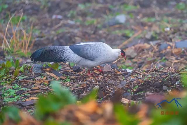 貢嘎山徒步穿越線路攻略,記錄絕美貢嘎山系的美景