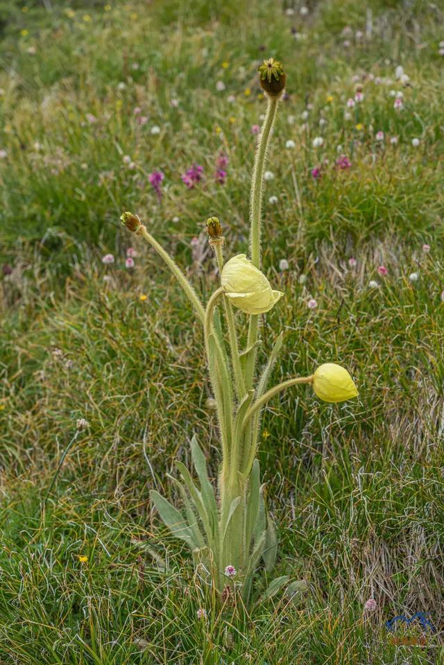 甘南旅游必去年保玉則,最詳細的年保玉則徒步穿越攻略