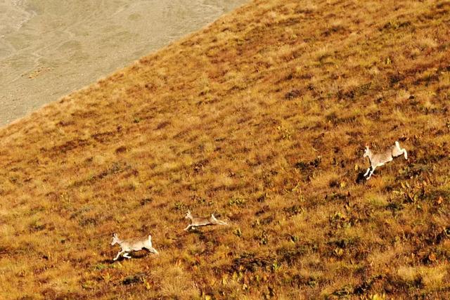 尼泊爾最經(jīng)典的徒步線路是哪條?這四條經(jīng)典徒步線路至少走一條