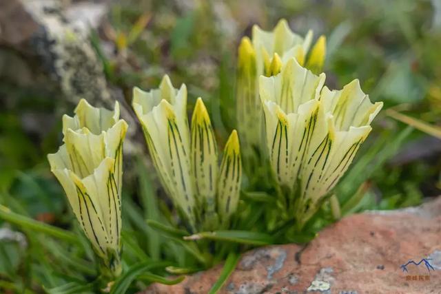 甘南旅游必去年保玉則,最詳細的年保玉則徒步穿越攻略