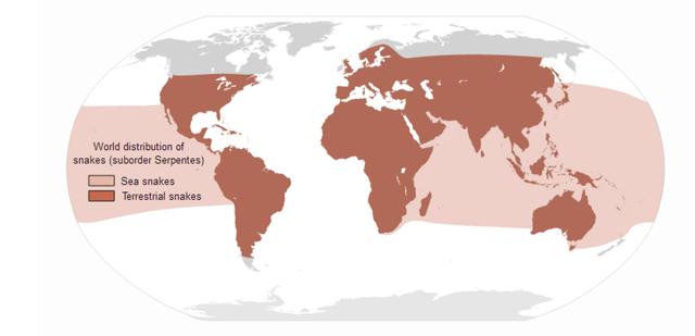 全球劇毒蛇類圖鑒,在野外如何預防毒蛇?被毒蛇咬傷該如何自救?