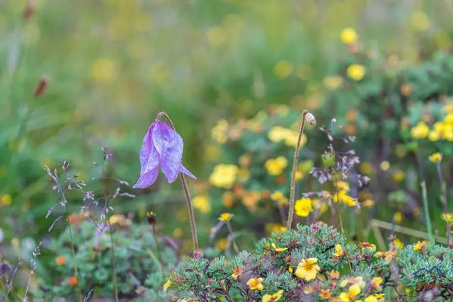甘南旅游必去年保玉則,最詳細的年保玉則徒步穿越攻略