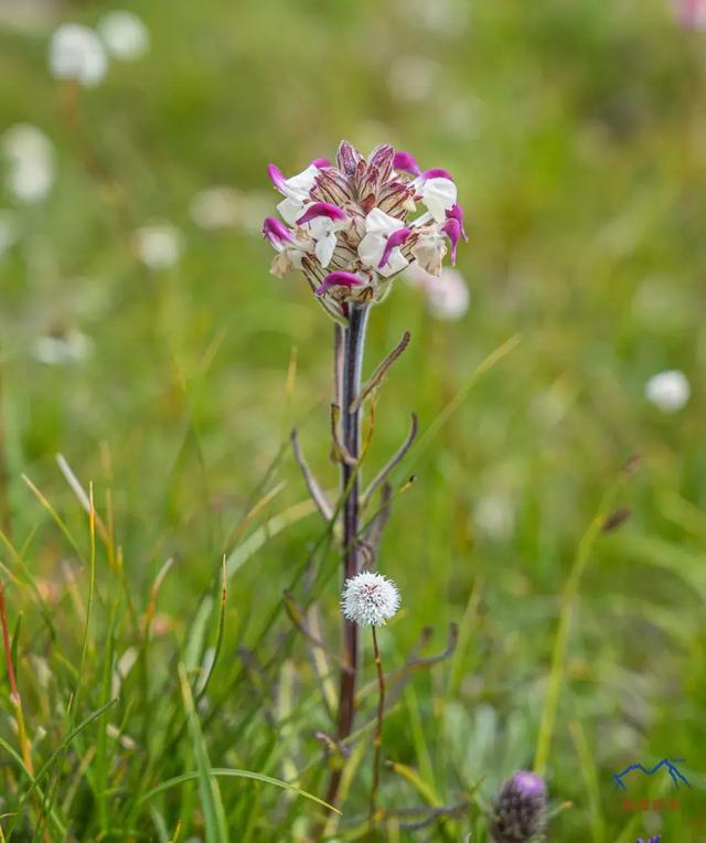甘南旅游必去年保玉則,最詳細的年保玉則徒步穿越攻略