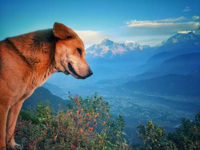 尼泊爾最經(jīng)典的徒步線路是哪條?這四條經(jīng)典徒步線路至少走一條