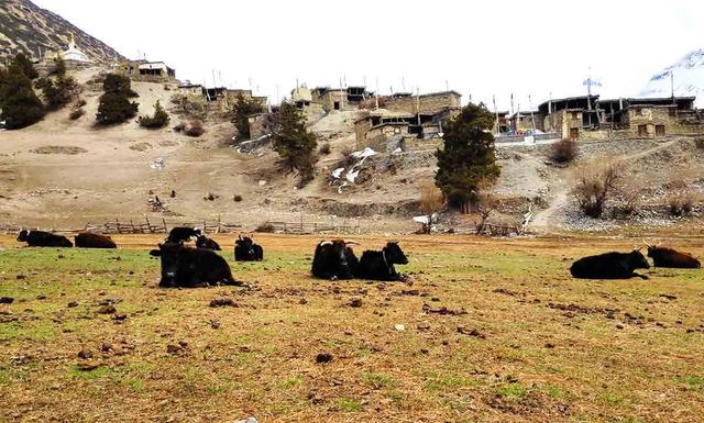 尼泊爾安娜普爾納徒步(ACT)攻略,五個走安納布爾納大環線的理由