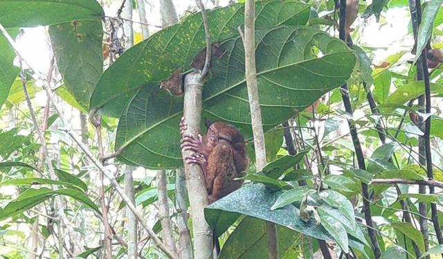 菲律賓宿務薄荷島自由行,五天四夜旅游攻略