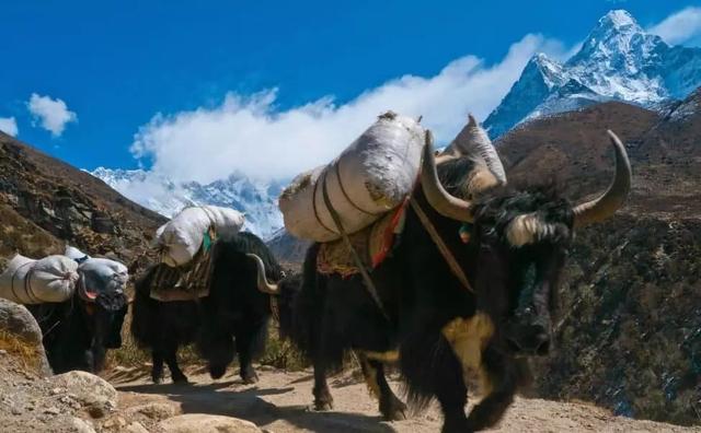 尼泊爾珠峰大本營徒步路線(EBC),珠峰地區徒步旅行指南