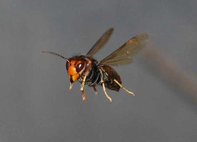 毒性猛烈的虎頭蜂,在戶外遇到虎頭蜂我們?cè)趺崔k?