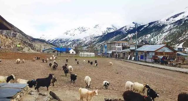 尼泊爾安娜普爾納徒步(ACT)攻略,五個走安納布爾納大環線的理由