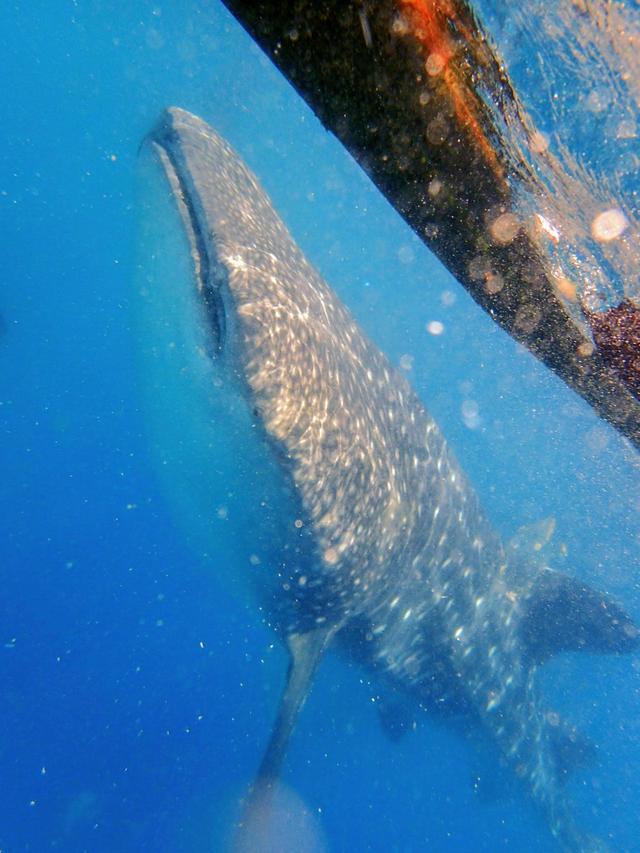 菲律賓宿務薄荷島自由行,五天四夜旅游攻略